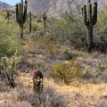 Why is Scottsdale, Arizona So Popular?